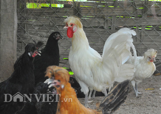 
Tại Vườn chim Việt đang nuôi gà Ba Lan với nhiều loại màu sắc khác nhau.
