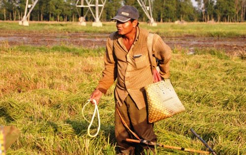 
Những “thợ săn” ngoài đeo bộ xung điện trên người còn có hai túi xách để đựng rắn và chuột.
