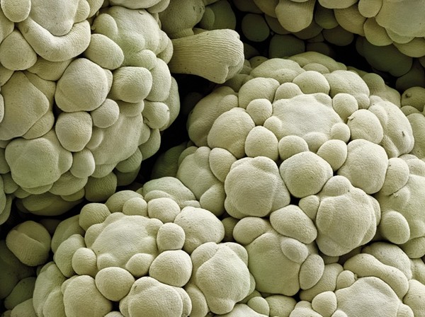 Dưới kính hiển vi với độ phóng đại cao, phần thịt, đầu hoa non của súp lơ hiện lên rõ nét.