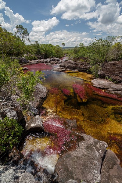 
Mùa du lịch Cano Cristales bắt đầu từ giữa tháng 5 đến đầu tháng 12. Ngoài thời điểm này, du khách không thể đặt tour đến đây.
