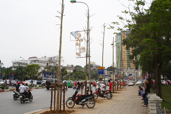 Hàng loạt cây xanh lâu năm trên đường Nguyễn Chí Thanh bị chặt hạ và thay thế.