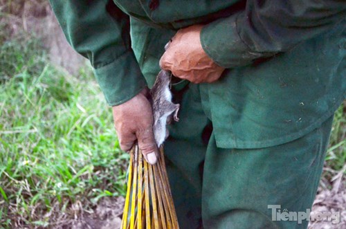 
Chuột chui vào trong rọ thì không thể thoát ra ngoài.
