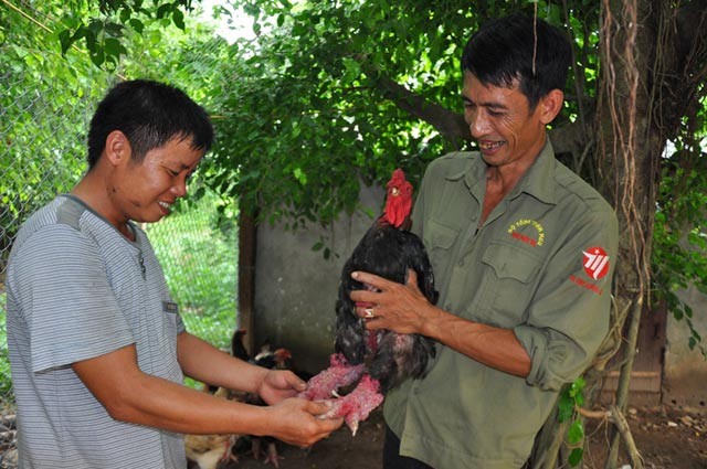 Ông Miền trao đổi kinh nghiệm nuôi gà quý với khách tham quan.