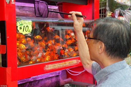 Ben trong cho ca canh lung linh sac mau o Hong Kong