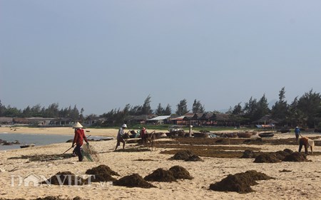 Doi nang ngup lan hai rong mo bien, phoi kho ban 5.000 dong/kg