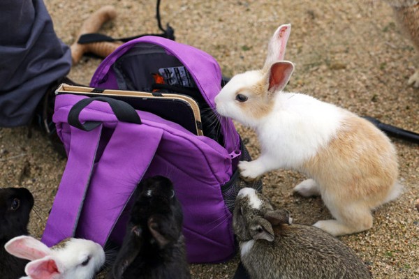 rabbit-island-bag_3383817k-daa83