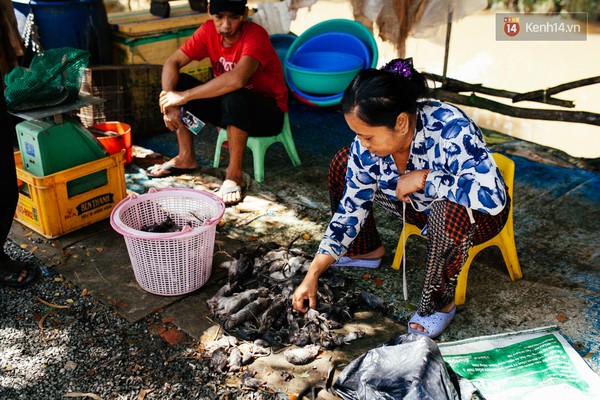 
Lựa những con chuột không còn sống để bán với giá rẻ hoặc làm thịt tại chỗ.

​
