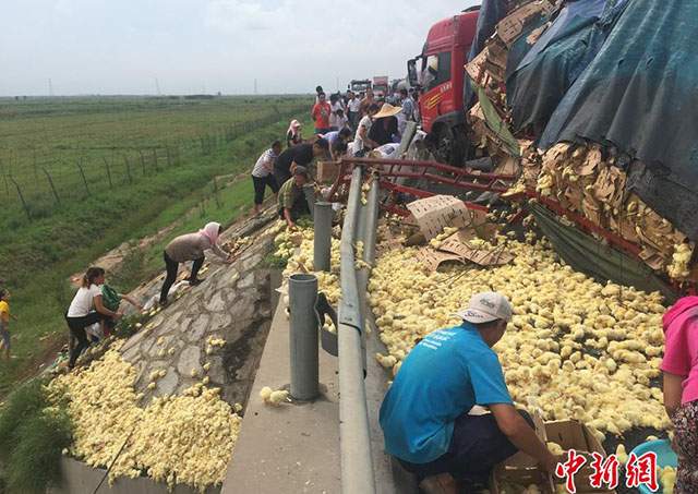 Hàng chục người dân đổ xô ra hôi của sau khi một xe tải chở gà con lật nghiêng trên đường cao tốc tại thành phố Tân Châu, Trung Quốc.