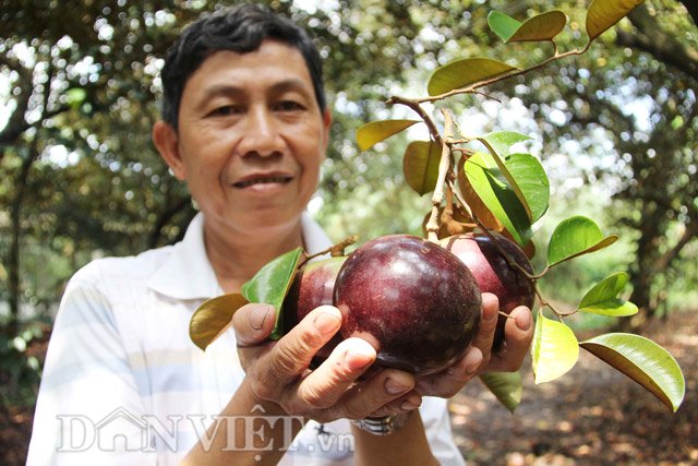 Hiện vườn vú sữa tím than của ông Khương được ngành chức năng địa phương chọn, hướng dẫn cải tạo trở thành một trong những điểm du lịch hấp dẫn cho du khách trong và ngoài nước.