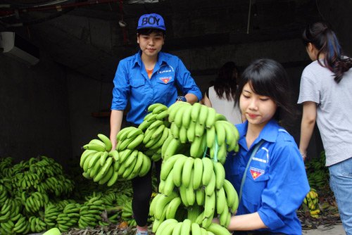 Nhờ sự giúp đỡ của các sinh viên tình nguyện, hơn 200 buồng chuối tiêu hồng tại 23 Lạc Trung đã bán hết sau 2 tiếng mở bán