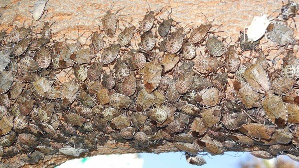 Những loài động vật không chỉ là nỗi khiếp sợ của con người