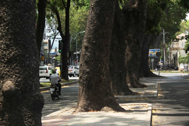 cây xanh, trung tâm, sài gòn, trú nắng, oi bức, thời tiết, xà cừ, tuyến đường