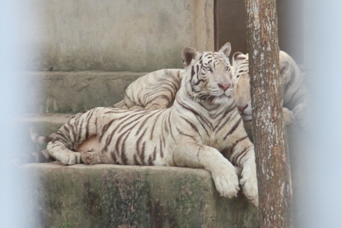Tận mắt xem nơi ở của hổ trắng vồ đứt tay du khách tại Nghệ An - Ảnh 7