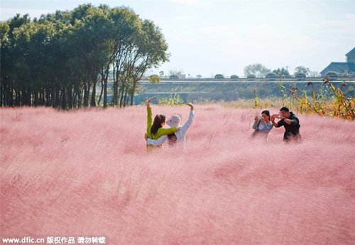 
Đây là khung cảnh cánh đồng cỏ màu hồng nằm sát quốc lộ Zhulu ở Thượng Hải (Trung Quốc).
