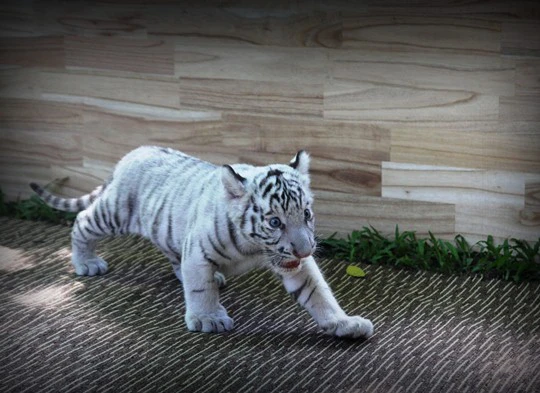 Hổ trắng trong tự nhiên phân bổ ở Bangladesh, Ấn Độ, Bhutan, Trung Quốc và Nepal. Đây là loài có nguy cơ tuyệt chủng rất cao. Hiện trên thế giới chỉ còn lại khoảng 2.300 con, chủ yếu được nuôi trong vườn thú