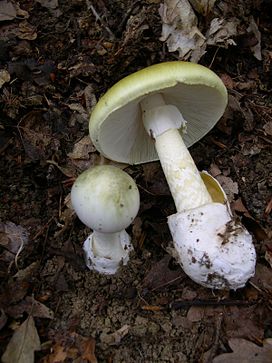 Nấm tử thần Amanita Phalloides có bề ngoài dễ nhầm với nấm ăn được (Ảnh minh họa)