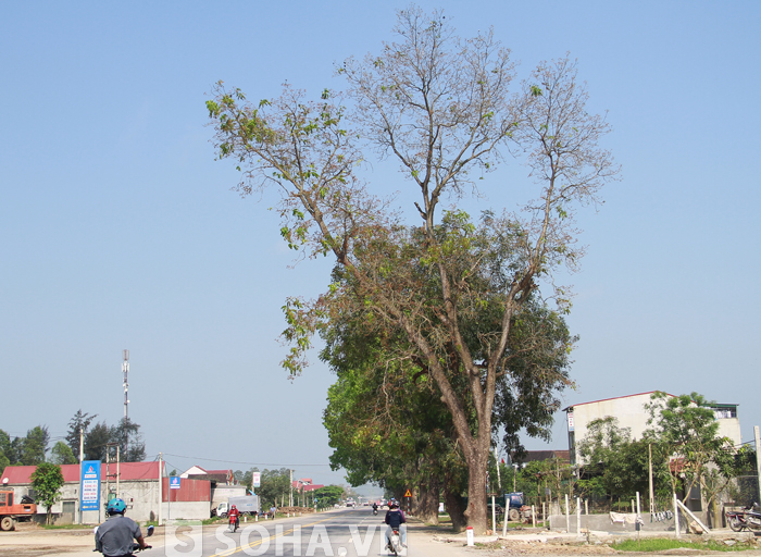 Ông Võ Công Hàm - Bí thư huyện ủy Đức Thọ chia sẻ: “Đây toàn bộ là những cây cổ thụ có giá trị lịch sử văn hóa cao. Hiện trên thân cây vẫn còn nhiều mảnh đại bom của các cuộc chiến tranh.