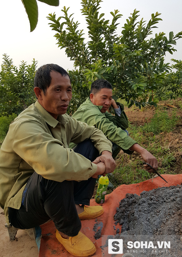 
Với nhiều người nông dân ở Văn Quán thì báo mèo là loài vật có ích vì chúng là khắc tinh của chuột.
