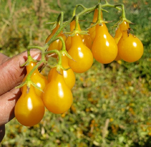 
Cà chua lê vàng có tên tiếng Anh là Yellow Pear bởi hình dáng giống quả lê và có màu vàng bắt mắt. Loài quả này có xuất xứ từ châu Âu, trái cà chua lê vàng đầu tiên được trồng vào những năm 1805. (Ảnh: ĐSPL)
