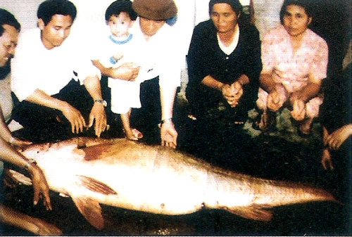 Ông Đậu Xuân Hai (ngư dân thôn Hồng Nhất, xã Xuân Giang, Nghi Xuân, Hà Tĩnh) từng bắt được một con cá Sủ vàng nặng gần 1 tạ trên sông Lam và bán với giá 160 triệu đồng. (Ảnh: VOV)