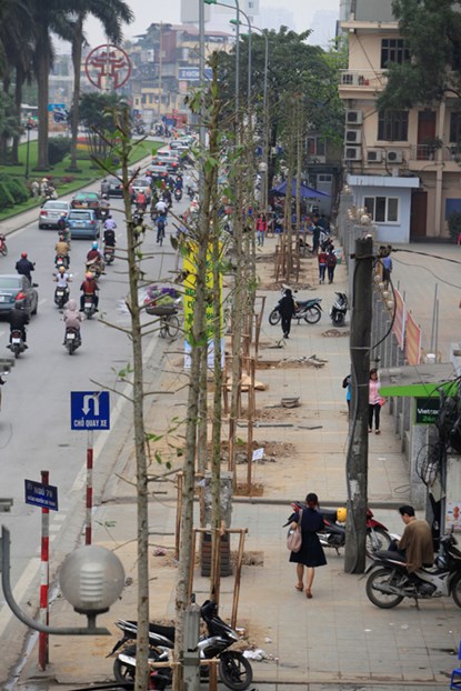 Cây xanh được cho là cây gỗ mỡ trên đường Nguyễn Chí Thanh được trồng thanh thế.