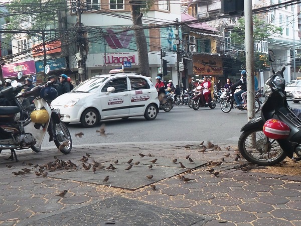 Mặc cho dòng người qua lại nơi phố phường Hà Nội, nhưng dường như đã dạn dĩ với cảnh tượng đó nên đàn chim vẫn mặc sức sà xuống ăn thóc mà bà Tim vãi ra trên nền