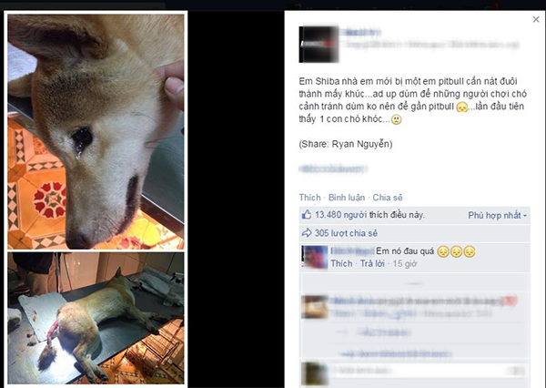 Lời chia sẻ của một người chơi chó đưa ra lời cảnh báo về loài chó Pitbull.