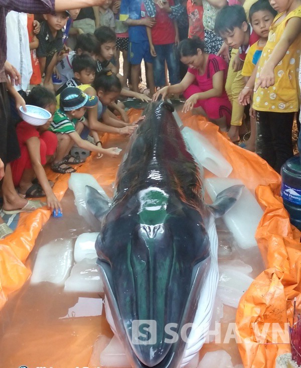 Con cá voi nặng hàng tạ này đã được người dân thôn 3, xã Quảng Hùng, huyện Quảng Xương (Thanh Hóa) chôn cất vào tháng 5/2015. Trước đó, cá bị dạt vào bờ với vết thương trên người. Ảnh: Lê Hữu Chí/Trí Thức Trẻ 