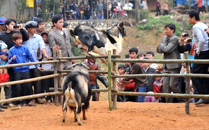 “Cụ” dê thua cuộc vượt rào bỏ chạy khiến người xem hội hốt hoảng.