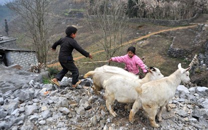 Những đứa trẻ ở Lũng Phìn (Đồng Văn, Hà Giang) giành phần chăm sóc lũ dê con trong đàn dê của gia đình.