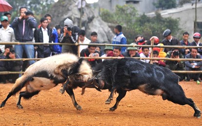 Một màn đối đầu dũng mãnh giữa hai “cụ” dê trong Hội chọi dê ở Hàm Yên, Tuyên Quang.