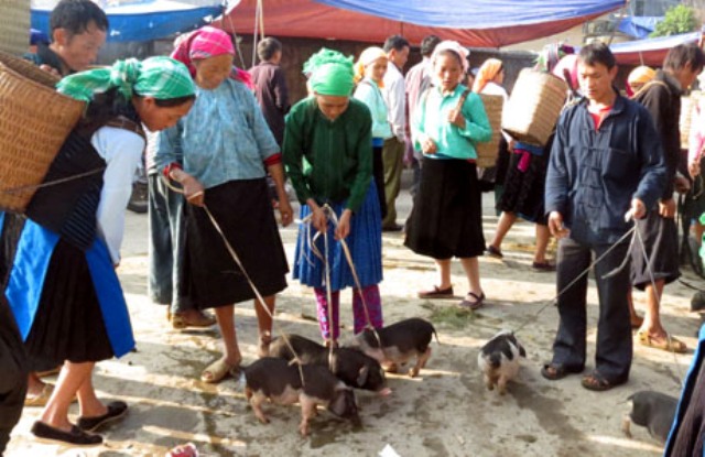 Hình ảnh ở chợ phiên cao nguyên đá Đồng Văn -  Hà Giang. (Ảnh: Báo Hà Giang)