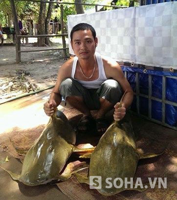 Loại cá Chiên thường chỉ có ở Tây Nguyên