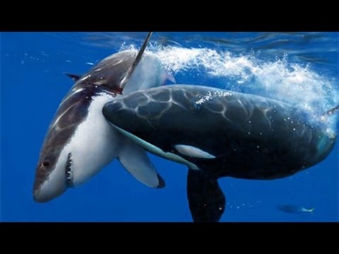 Các loài động vật săn mồi trong đại dương thật sự kỳ diệu và đáng sợ. Hãy xem bức ảnh này để chiêm ngưỡng sức mạnh và nhanh nhẹn của chúng.