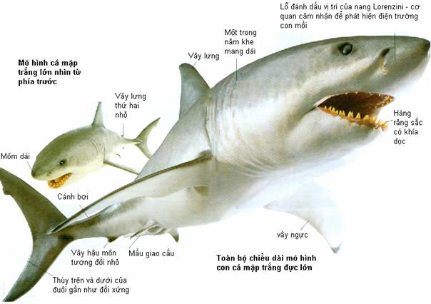 Mô phỏng động vật sinh vật biển mô hình cá voi sát thủ cá mập trắng
