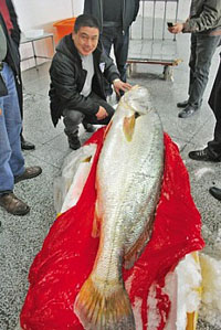 
Một con cá sủ vàng khác ở Trung Quốc được cho biết có giá 9,6 tỉ đồng.
