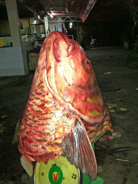 
Đầu của con cá hô - một loài cá từng thống trị trên sông Vàm Nao (An Giang). Ảnh: Báo Vĩnh Long

