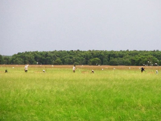 Lúa ma đang được bảo tồn ở Vườn Quốc gia Tràm Chim. (Ảnh: Tramchim.com.vn)