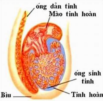 Cấu tạo của tinh hoàn (Ảnh minh họa)