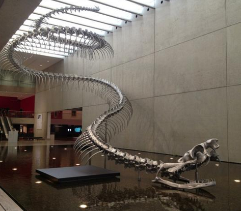 Mô hình xương hóa thạch của Titanoboa