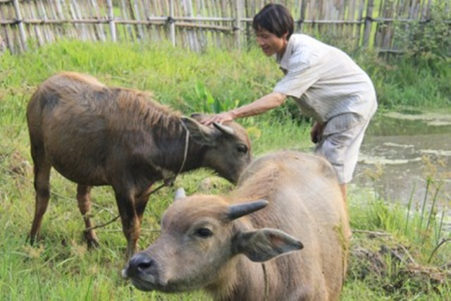 Anh Hồ Văn Lang và hai con nghé (1 đực, 1 cái) vừa đổi để về nuôi. (Ảnh: Công Xuân/ Dân Việt)