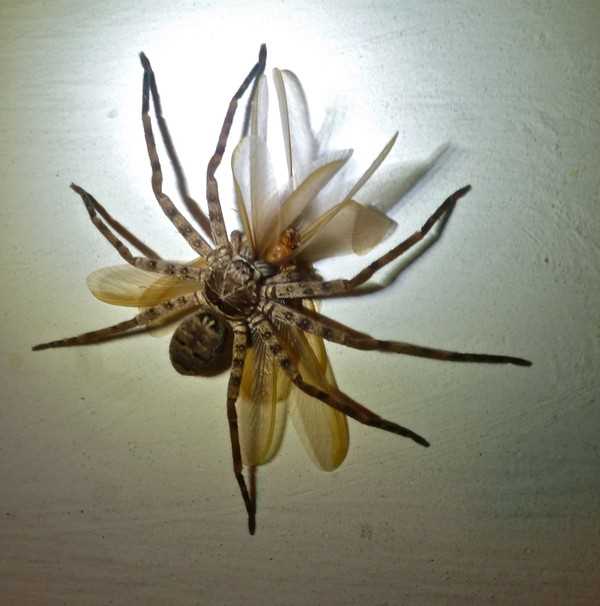 Loài nhện Heteropoda Maxima