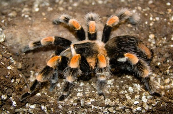 Loài nhện Tarantula