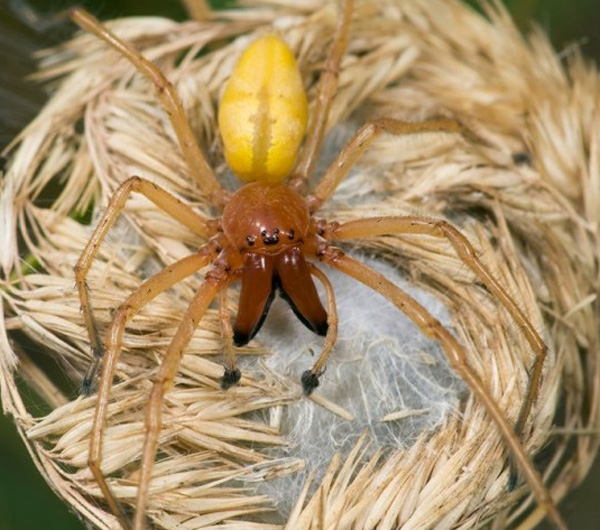 Loài nhện Cheiracanthium Punctorium