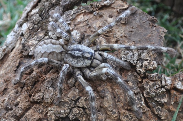 Loài nhện Poecilotheria Rajaei