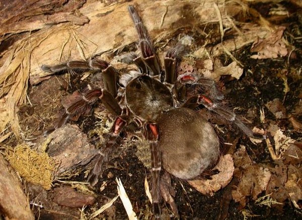 Loài nhện Theraphosa Blondi