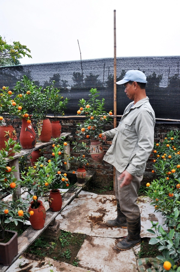 Theo lời bác Vĩnh, một chủ vườn trồng quất bình cho hay: Ưu điểm của cách chơi này là nhỏ gọn, hợp với không gian hẹp của các hộ gia đình, có thể trưng trong phòng ngủ hoặc trên bàn làm việc.