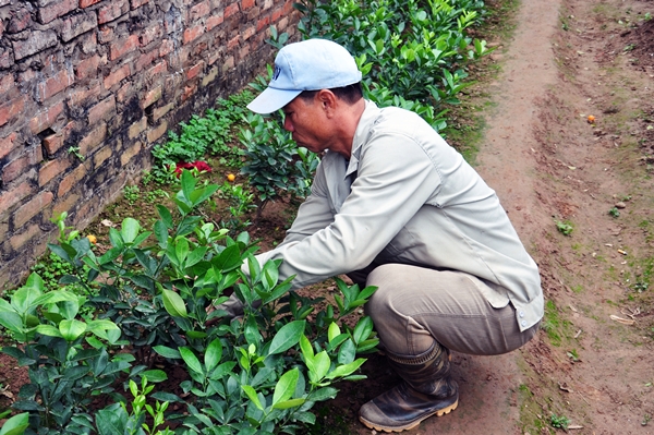 Bởi sự công phu dành cho mỗi cây quất như vậy, giá trị đem lại của chúng cũng không nhỏ, có thể gọi là mắc, dao động từ 2 triệu - 5 triệu mỗi bình.