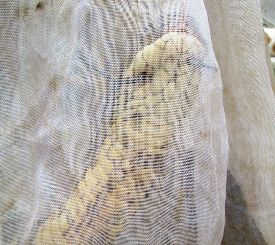 
Con rắn hổ mang chúa khổng lồ dài 3 mét, nặng 6,3kg này được người dân xã Phú Đức, huyện Tam Nông (Đồng Tháp) bắt được tháng 10/2014. Ảnh: Zing
