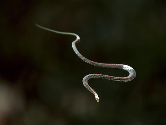 Hiện có ba loài rắn bay thuộc chi Chrysopelea. (Ảnh: nationalgeographic.com)